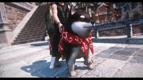 想要拥有黑色的豆豆柴吗？